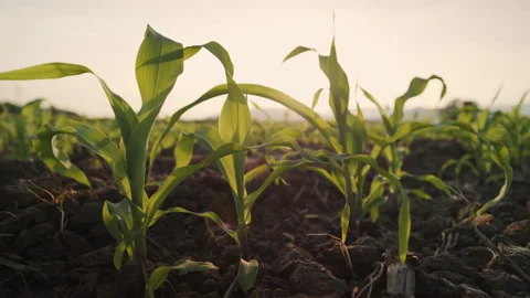 Young maize corn crops in the cornfield with blowing wind in evening Stock Footage 221996342