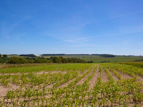 Young maize crop Stock Photos