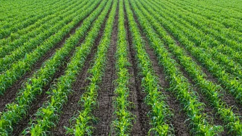 Young maize field planted in straight agricultural rows on arable land. Aerial Stock Footage 342501242