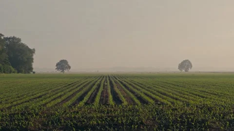 Young Maize Fields in Perfect Rows with Trees Framing Rural Landscape Under Stock Footage 337438784
