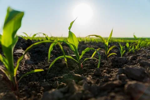 Young maize plants break through the earth, reaching towards the sun, symbo.. Stock Photos