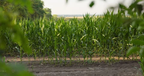 Young maize plants growing in rows on dark tilled soil under bright sky, 8K Stock Footage 339243469