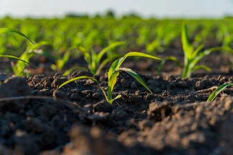 Young maize plants push through dark soil, reaching towards the sunlight in.. Stock Photos