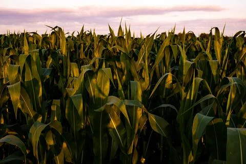 Young maize plants in sunset light. Corn field background Stock Photos