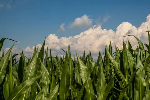 Young maize plants in sunset light. Corn field background Stock Photos
