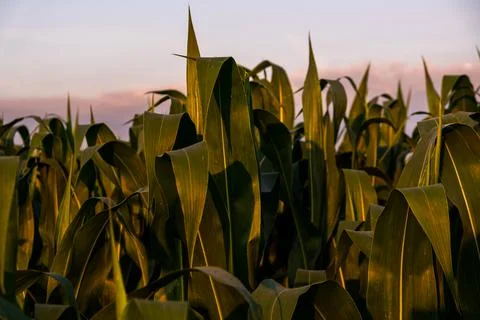Young maize plants in sunset light. Corn field background Stock Photos