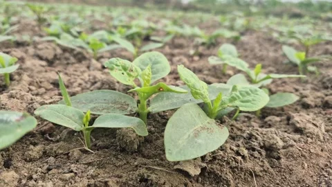 Young Malabar Spinach Sprouts Growing In Agriculture Field 库存影片 337660955