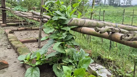 Young Malabar Spinach Vine Climbing Bamboo Trellis Structure In Organic Farm Stock Footage 341941758