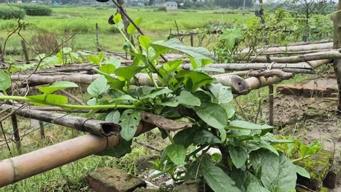 Young Malabar Spinach Vine Spreading Over Bamboo Trellis In Organic Garden Stock Footage 341941707