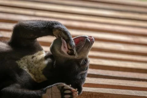 Young malayan sun bear playing with paw in the mouth while resting on a wooden Stock Photos