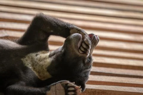 Young malayan sun bear playing with paw in the mouth while resting on a wooden Stock Photos