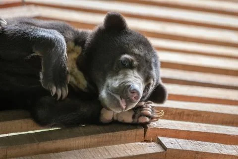 Young malayan sun bear resting on a wooden roof, Borneo, Malaysia Stock Photos