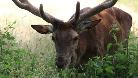 Young male deer Stock Footage 201108815