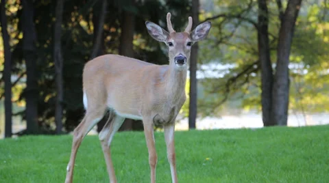 Young male deer looking at camera (a) Stock Footage 30472199