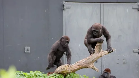 Young Male Gorilla Bouncing and Playing on Branch Stock Footage 339085180
