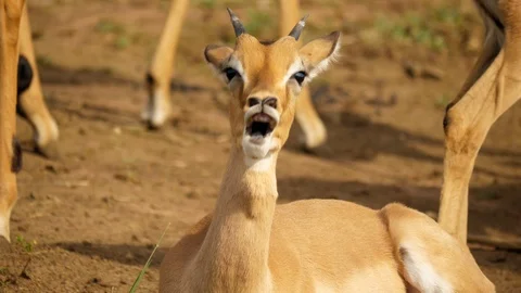 Young male impala lying down, chews grass, yawns, blinks eyes, look to the right Stock-Footage 105226053