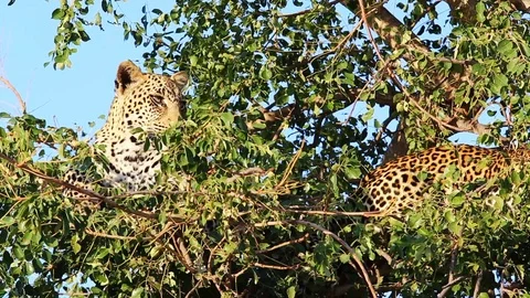 Young male leopard on a tree branch next to his sibling, Greater Kruger Stock Footage 101552438