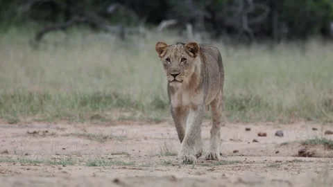 A young male lion approaching the snorting blue wildebeeste 動画素材 328394939
