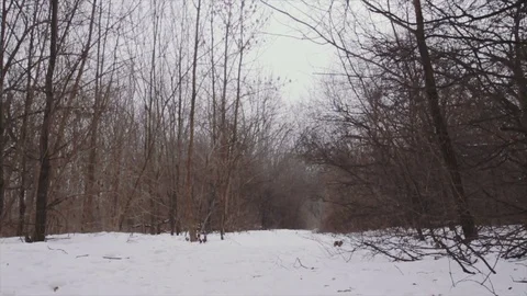 Young male runner in winter park Vídeo Stock 85385695