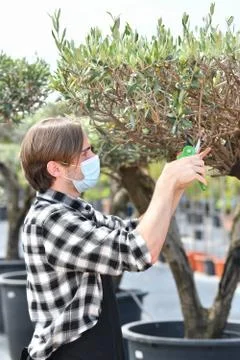 A young male worker using pruning shears to trim some tree branches at a gard Stock Photos
