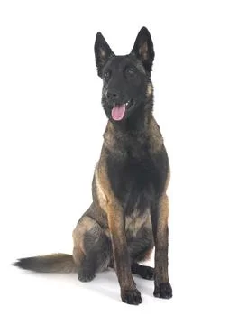 Young malinois in studio Stock Photos