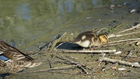 Young Mallard Duckling Foraging on Muddy Riverbank in 4K Slow Motion Stock Footage 337227423