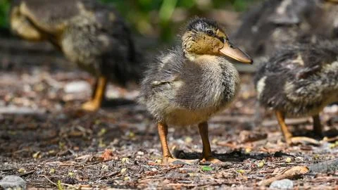 Young mallard on grass in summer Stock Photos