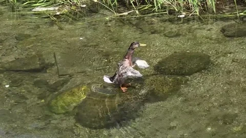 Young Mallard Preening on Underwater Rock Among Small Fish Vídeo Stock 341801104