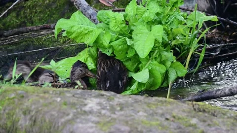 Young mallards swimming in the river looking for food Stock Footage 194144299