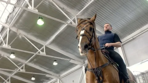 Young man and his beautiful brown stallion rearing up. A brown horse , standing Stock Footage 73290545