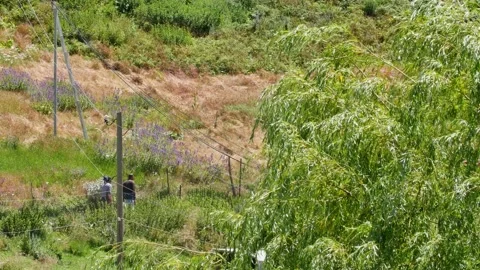A young man and two men meets and talking on the road to the village Stock Footage 249170286