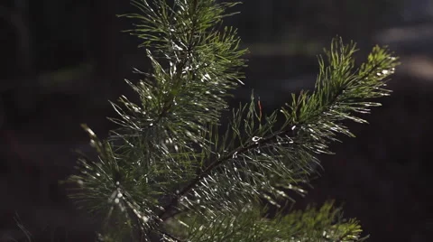 Young Man approaching top of Bald Rock with pine branch Stock Footage 63877497
