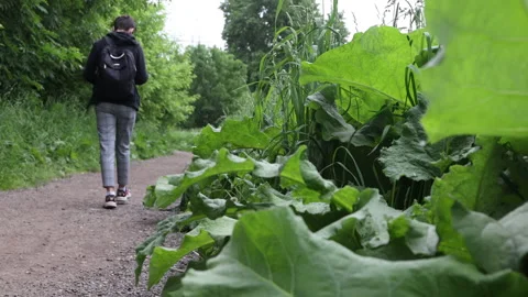A Young Man With A Backpack Are Walking Along A Road Outside The City. Rear View Stock Footage 197577651