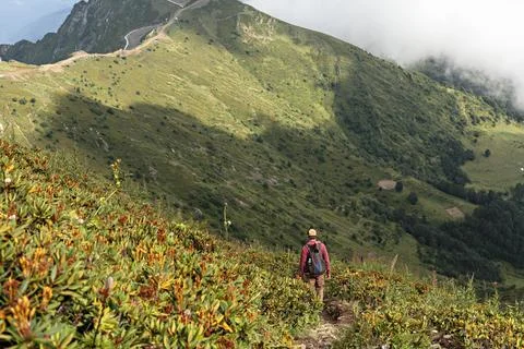 Young man with a backpack walking in Caucasus green mountains among rhododendron Stock Photos