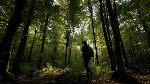 Young man with backpack walking through tall trees in forest. Stock Footage 165127031
