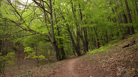 Young Man with Beard in Face Mask in Sportswear Running in a Lush Forest Stock Footage 130763029
