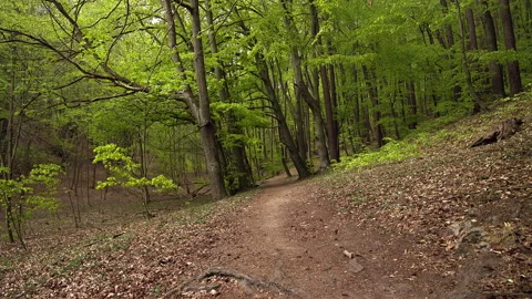 Young Man with Beard in Face Mask in Sportswear Running in a Lush Forest Stock Footage 130763358
