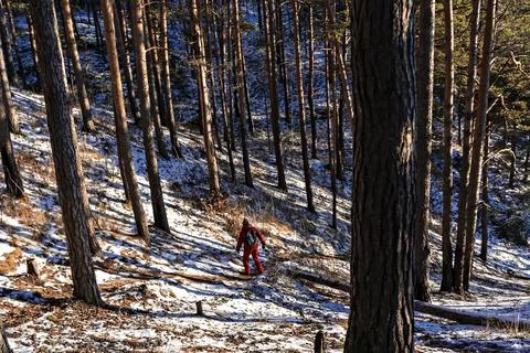 Young man from behind walking down a snowy forest trail in winter in the moun Stock Photos