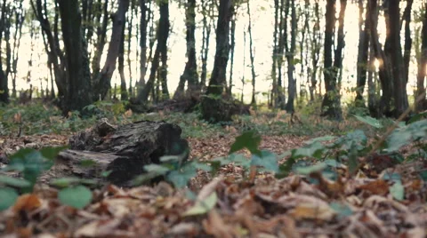 The young man on a bicycle Vídeo Stock 67812442