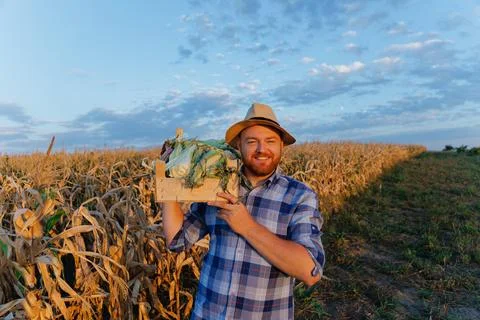 A young man with a box of corn on his shoulder. A Stock Photos