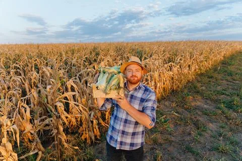 A young man with a box of corn on his shoulder. A Stock Photos