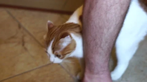 Young man caress a beautiful, affectionate cat, white with red spots, close-up,  Stock Footage 112684845