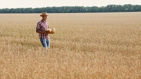 A young man is carrying bread in a basket on a wheat field Stock Footage 91820302