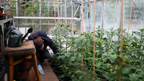 A young man checking his home grown tomato plants in his green house 動画素材 150058113