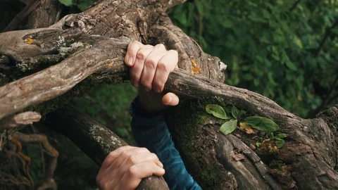 Young man climbs up top by slope clinging to the roots of trees Stock Footage 80054596
