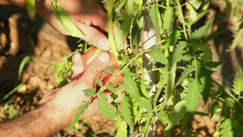 Young man Collect Red Mellow Tomato. Harvesting In the Greenhouse. Video stock 158056383