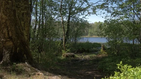 The young man comes out of the forest to the lake and admires the view. The Stock Footage 108279256