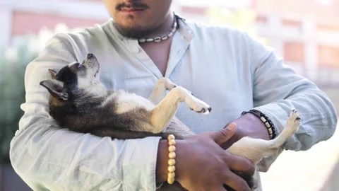 Young man cuddling and playing with his Chihuahua pet in his arms_3.MOV 스톡 동영상 287741383