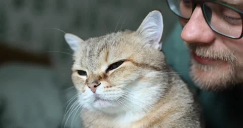 A young man with a cute cat. Close-up. Stock Footage 156597066