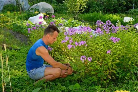 A young man cuts the Phlox on the plot in the summer on a Sunny Stock Photos
